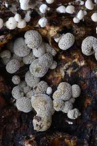 Phleogena-faginea-Beukenpoederkopje-MH20101118_028550-8-He