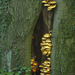 Pholiota-aurivella-Goudvliesbundelzwam-MH20101011_027989-8-Ag