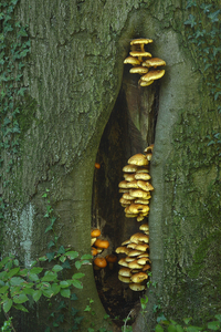 Pholiota-aurivella-Goudvliesbundelzwam-MH20101011_027989-8-Ag