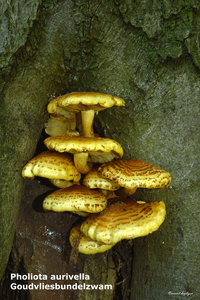 Pholiota-aurivella-Goudvliesbundelzwam-MH20101011_028006-8-Ag