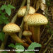 Pholiota-squarrosa-Schubbige-bundelzwam-MH20101014_028149-8-Ag