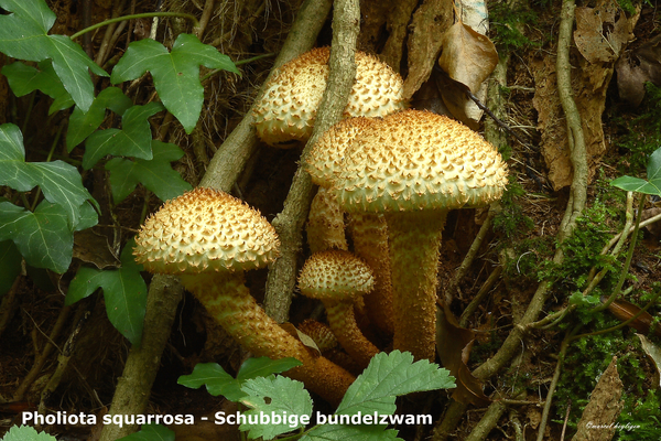 Pholiota-squarrosa-Schubbige-bundelzwam-MH20101014_028149-8-Ag