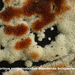 Physisporinus sanguinolentus-Bloedende buisjeszwam-MH20101007_027