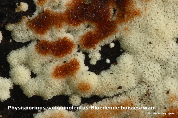 Physisporinus sanguinolentus-Bloedende buisjeszwam-MH20101007_027