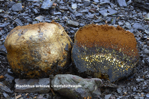 Pisolithus-arhizus_Verfstuifzwam_MH20100930_027186-8Ga