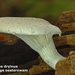Pleurotus dryinus-Schubbige oesterzwam-MH20101007_027761-4-Ag