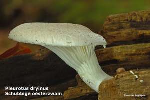 Pleurotus dryinus-Schubbige oesterzwam-MH20101007_027761-4-Ag