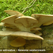 Pleurotus-ostreatus_Gewone-oesterzwam_MH20100520_021323-8-Ag