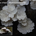 Plicatura-crispa_Plooivlieswaaiertje_MH20100204_9447-8-Ap