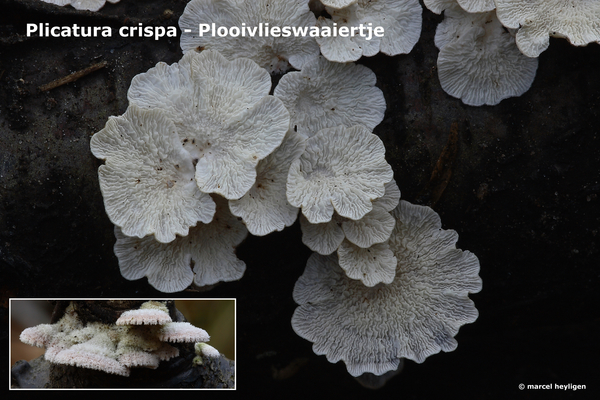 Plicatura-crispa_Plooivlieswaaiertje_MH20100204_9447-8-Ap