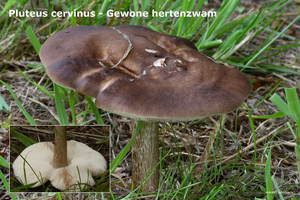 Pluteus-cervinus_Gewone-hertenzwam_MH20100812_025177-8Ag
