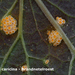 Puccinia-caricina_Brandnetelroest_MH20100423_20818-8-Ur