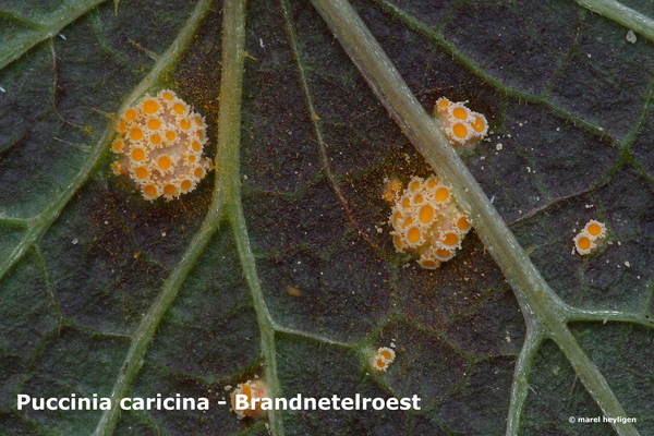 Puccinia-caricina_Brandnetelroest_MH20100423_20818-8-Ur
