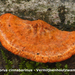 Pycnoporus-cinnabarinus_Vermiljoenhoutzwam_MH20100125_9231-8-Ap
