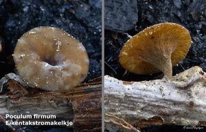 Poculum-firmum-Eikentakstromakelkje-MH20101018_028204-8-As