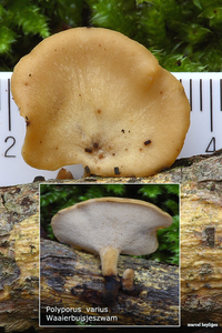Polyporus varius MH_20100822_025661-4 Waaierbuisjeszwam