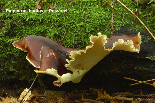 Polyporus-badius_Peksteel_MH20100926_027046-8Ap