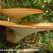Polyporus-squamosus_Zadelzwam_MH20100722_024678-8Ap