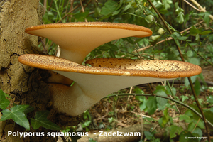 Polyporus-squamosus_Zadelzwam_MH20100722_024678-8Ap