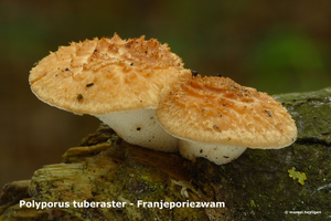 Polyporus-tuberaster_Franjeporiezwam_MH20100514_021198-8-Ap
