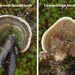 Porostereum-spadiceum_Leerachtige-korstzwam_MH20101003_027256_260