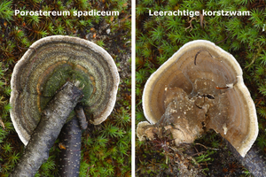 Porostereum-spadiceum_Leerachtige-korstzwam_MH20101003_027256_260
