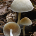 Psathyrella-candolleana_Bleke-franjehoed_MH20100803_025001-8Ag