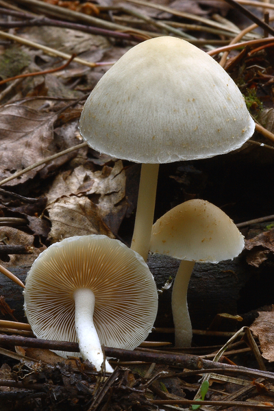Psathyrella-candolleana_Bleke-franjehoed_MH20100803_025001-8Ag