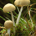 Psathyrella-candolleana_Bleke-franjehoed_MH20100805_025058-8Ag
