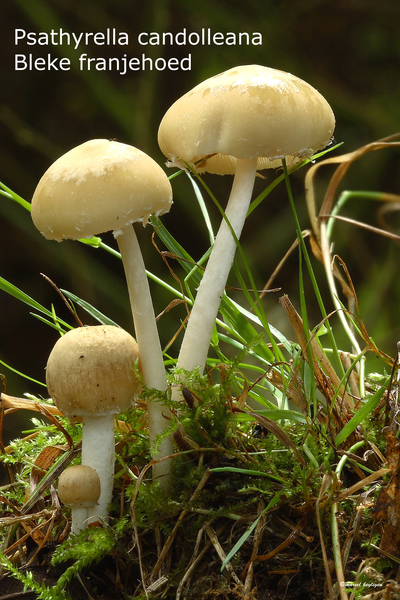 Psathyrella-candolleana_Bleke-franjehoed_MH20100805_025058-8Ag