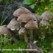 Psathyrella-pennata-Brandplekfranjehoed-MH20101105_028404-8-bp42-