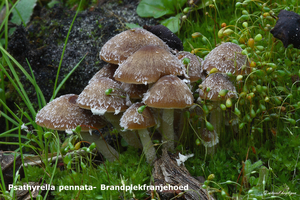 Psathyrella-pennata-Brandplekfranjehoed-MH20101105_028404-8-bp42-