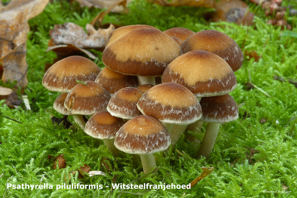 Psathyrella-piluliformis-Witsteelfranjehoed-MH20101009_027899-8-A