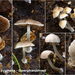 Psathyrella-pygmaea-Dwergfranjehoed-MH20101014_028114-8-Ag