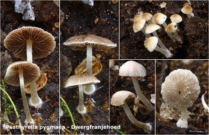 Psathyrella-pygmaea-Dwergfranjehoed-MH20101014_028114-8-Ag