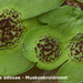 Puccinia-adoxae_Muskuskruidroest_MH20100418_020747-8-Ur