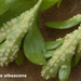 Puccinia-albescens_MH20100418_020738-8-Ur