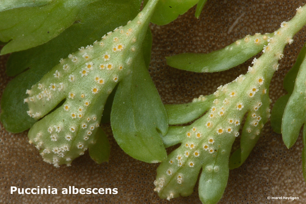 Puccinia-albescens_MH20100418_020738-8-Ur