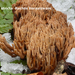 Ramaria-stricta_Rechte-koraalzwam_MH20100115_8558-8-Ap