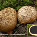 Scleroderma-citrinum_Gele-aardappelbovist_MH20100820_025556-8Ga