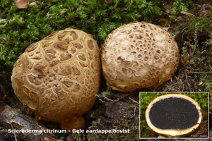 Scleroderma-citrinum_Gele-aardappelbovist_MH20100820_025556-8Ga
