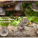 Resupinatus-trichotis_Harig-dwergoortje_MH20100814_025278-8Ag