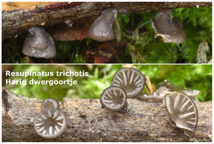 Resupinatus-trichotis_Harig-dwergoortje_MH20100814_025278-8Ag
