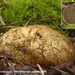 Rhizopogon-luteolus_Okerkleurige-vezeltruffe_MH20101001_027208-8G
