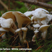 Rhodocybe fallax-Witte zalmplaat-MH20091201_7338-04-Ag