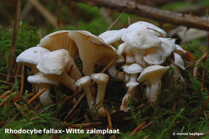 Rhodocybe fallax-Witte zalmplaat-MH20091201_7338-04-Ag