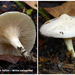 Rhodocybe-fallax-Witte-zalmplaat-MH20101031_028266-8-Ag