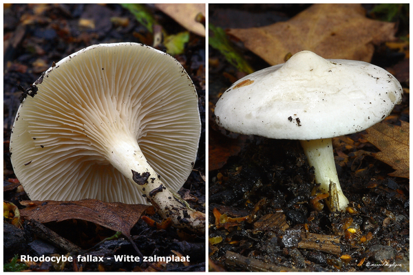 Rhodocybe-fallax-Witte-zalmplaat-MH20101031_028266-8-Ag