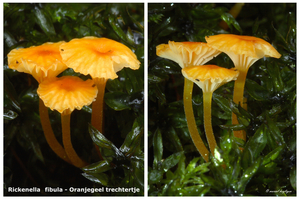 Rickenella-fibula-Oranjegeel-trechtertje-MH20101031_028291-8-Ag