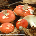 Russula mairei-Stevige braakrussula-MH20101007_027870-4-Ag
